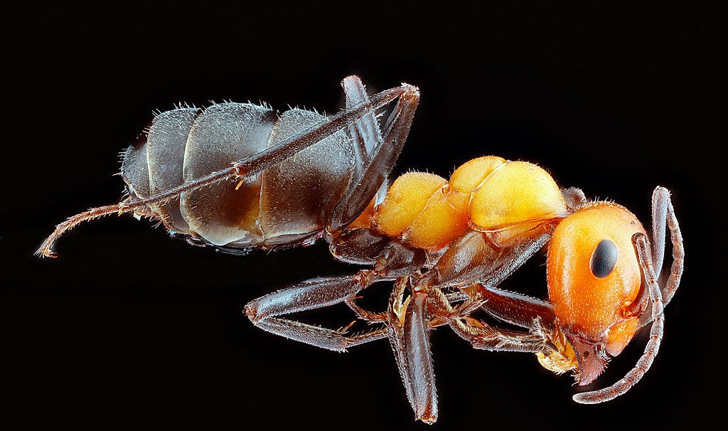 Ant Control service in Costa Mesa, CA
