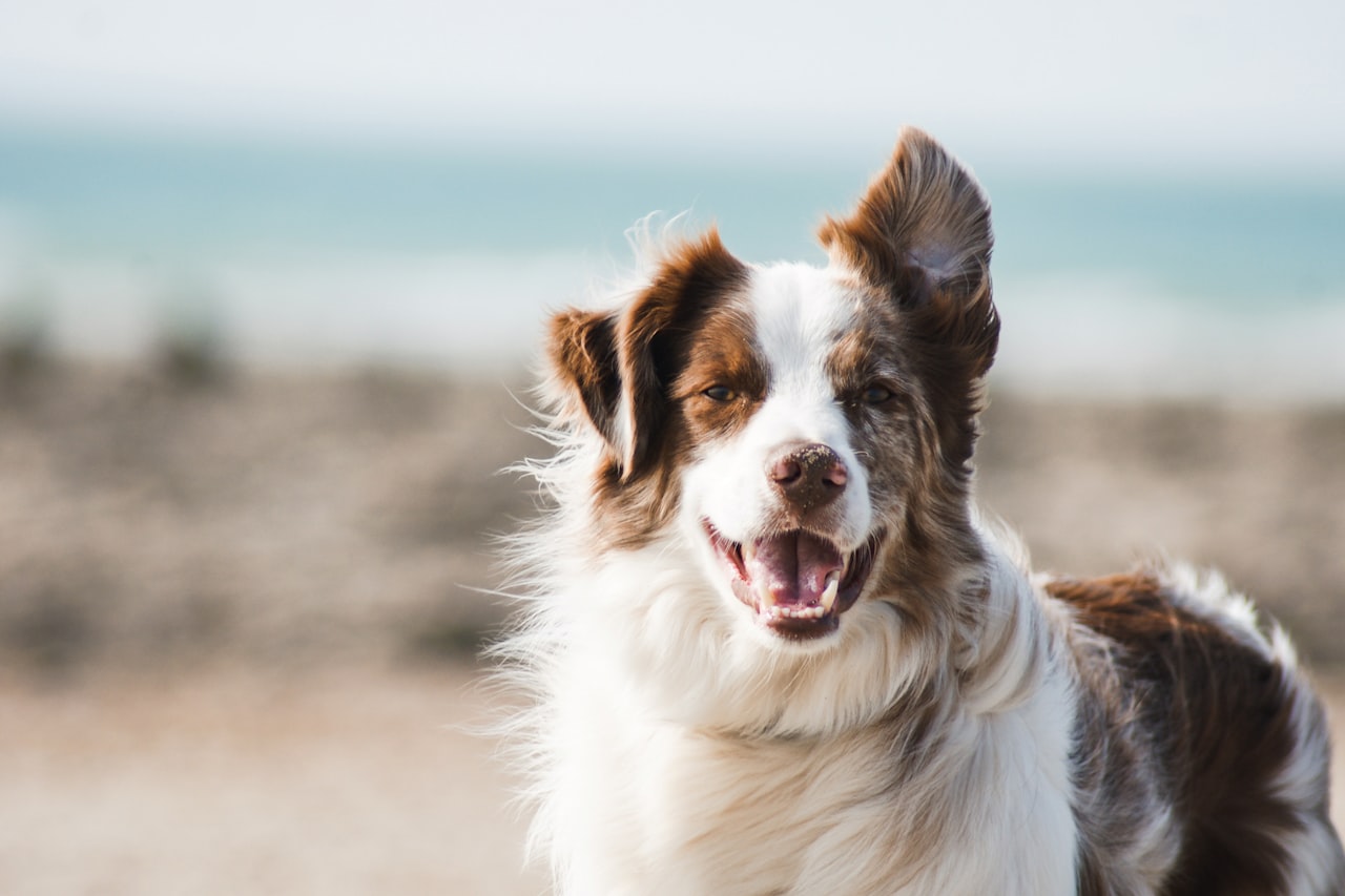 Flea & Tick Control service in Costa Mesa, CA
