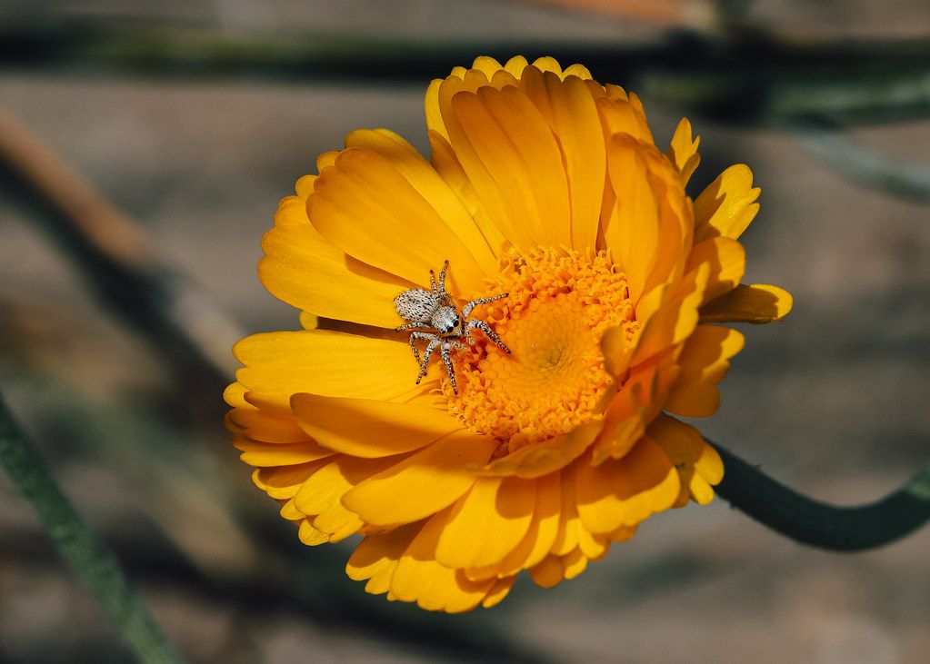 Spider Control service in Costa Mesa, CA